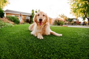 Artificial Turf For Pets Contractor, Fake Grass For Dogs Winchester NV